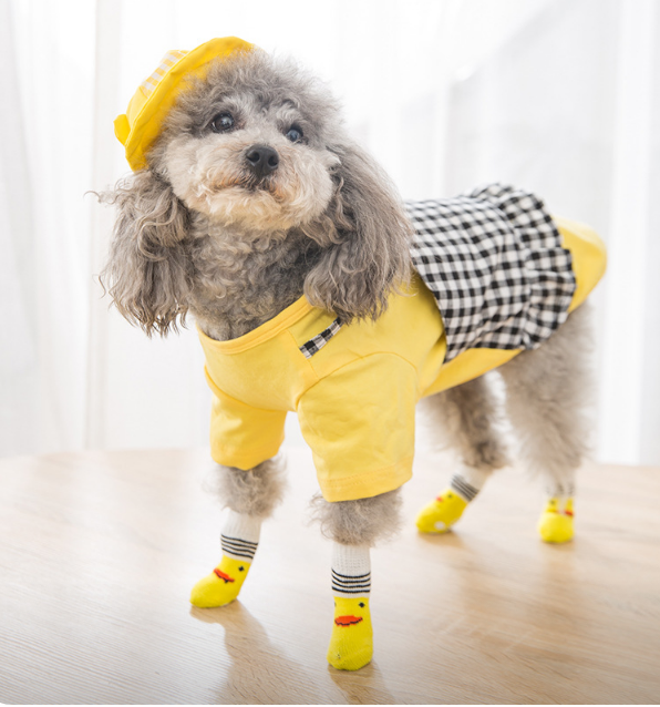 ペットソックスをはいて犬